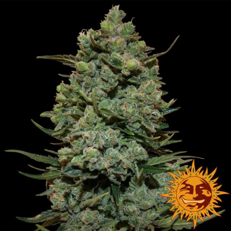 Barney´S Farm Cookies Kush Fem - Imagen 1