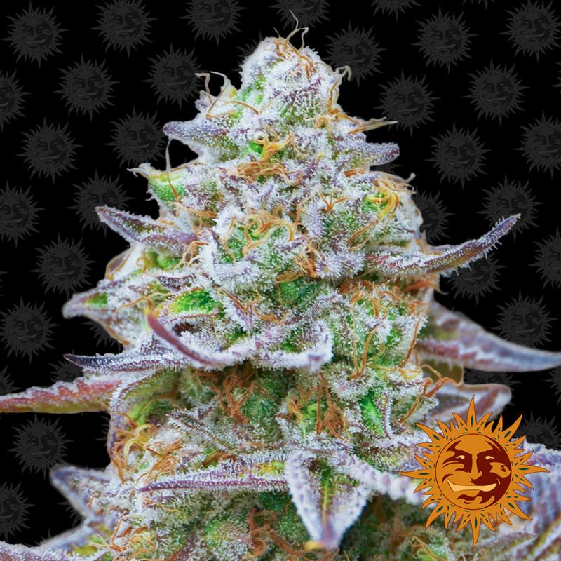 Barney´S Farm Gorilla Zkittlez 3Und Fem. - Imagen 1