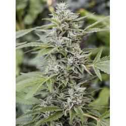 Eva Seeds Gorilla Candy Fem.