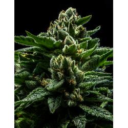 Ripper Seeds DO-G Fem.