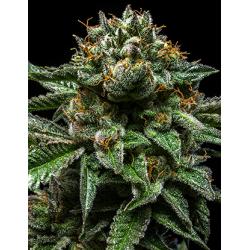 Ripper Seeds Chempie Fem.