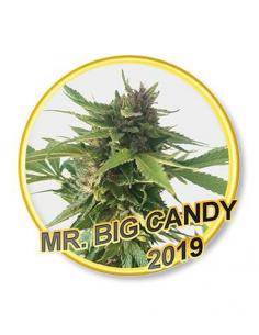 Mr. Hide Mr.Big Candy