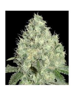 Dna Genetics 91 Krypt 6Und...