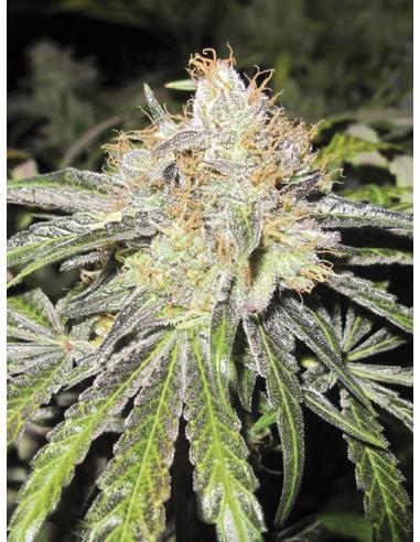 Medical Seeds Deep Neville Reg. - Imagen 1