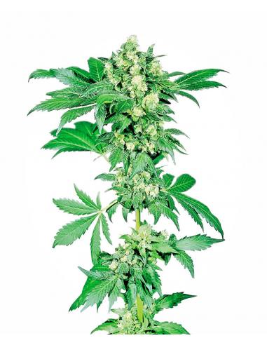 Sensi Seeds Afghani Nº1 10Und Reg. - Imagen 1