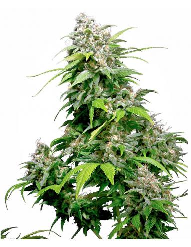 Sensi Seeds California Indica 10Und Reg. - Imagen 1