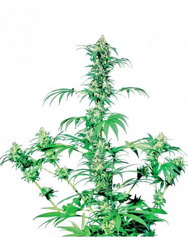 Sensi Seeds Early Girl 10Und Reg. - Imagen 1