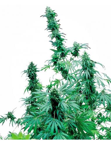 Sensi Seeds Early Skunk 10Und Reg. - Imagen 1