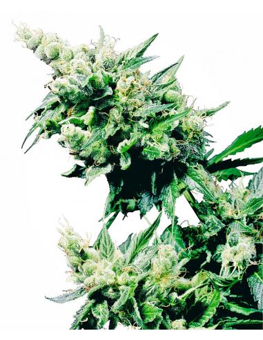 Sensi Seeds Hash Plant 10Und Reg. - Imagen 1