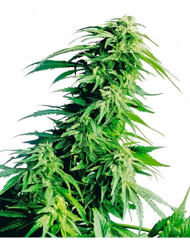 Sensi Seeds Hindu Kush 10Und Reg. - Imagen 1