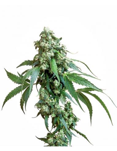 Sensi Seeds Jack Flash 10Und Reg. - Imagen 1