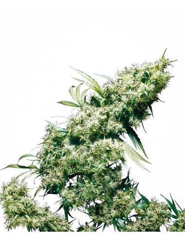 Sensi Seeds Jamaican Pearl 10Und Reg. - Imagen 1