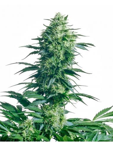 Sensi Seeds Mother´S Finest 10Und Reg. - Imagen 1