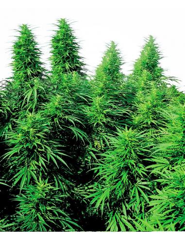 Sensi Seeds Ruderalis Skunk 10Und Reg. - Imagen 1