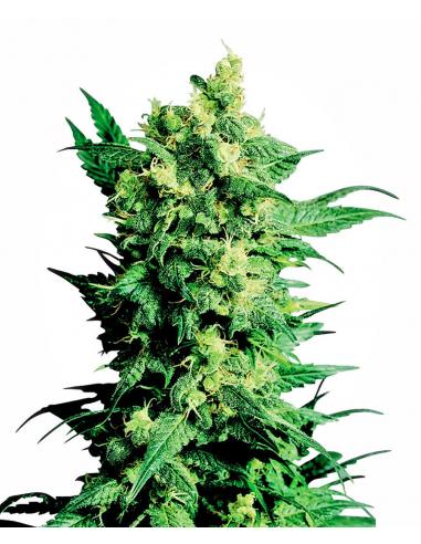 Sensi Seeds Shiva Shanti II 10Und Reg. - Imagen 1