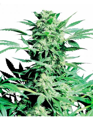 Sensi Seeds Shiva Skunk 10Und Reg. - Imagen 1