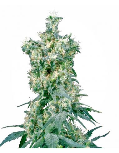 Sensi Seeds American Dream 10Und Reg. - Imagen 1