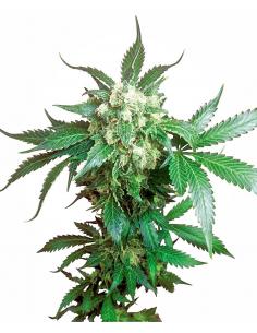 Sensi Seeds Black Domina...