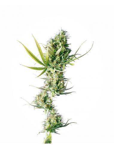 Sensi Seeds Durban 10Und Reg. - Imagen 1