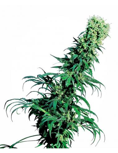 Sensi Seeds Early Pearl 10Und Reg. - Imagen 1