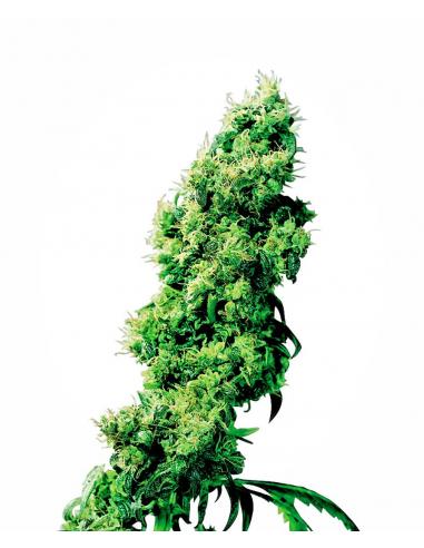 Sensi Seeds Four Way 10Und Reg. - Imagen 1