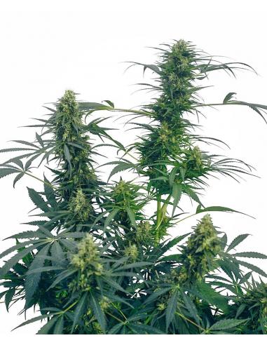 Sensi Seeds Guerrilla´S Gusto 10Und Reg. - Imagen 1