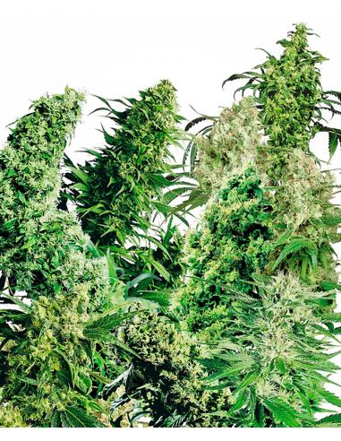 Sensi Seeds Indoor Mix 25Und Reg. - Imagen 1