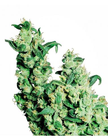 Sensi Seeds Jack Herer 10Und Reg. - Imagen 1