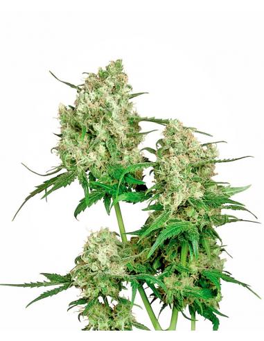 Sensi Seeds Maple Leaf Indica 10Und Reg. - Imagen 1