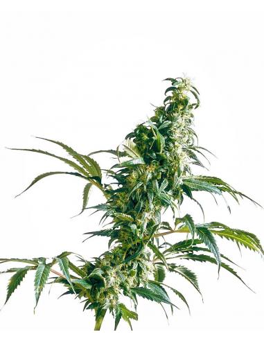 Sensi Seeds Mexican Sativa 10Und Reg. - Imagen 1