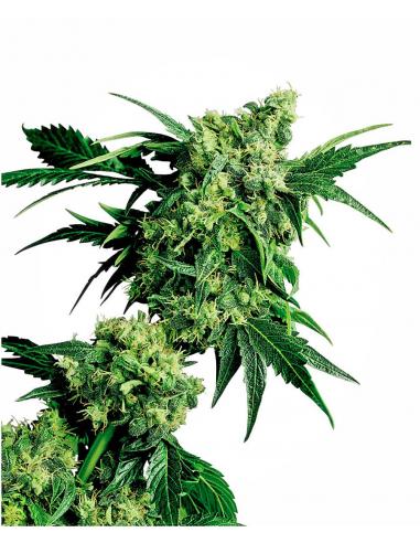 Sensi Seeds Mr. Nice G13 X Hash Plant 10Und Reg. - Imagen 1