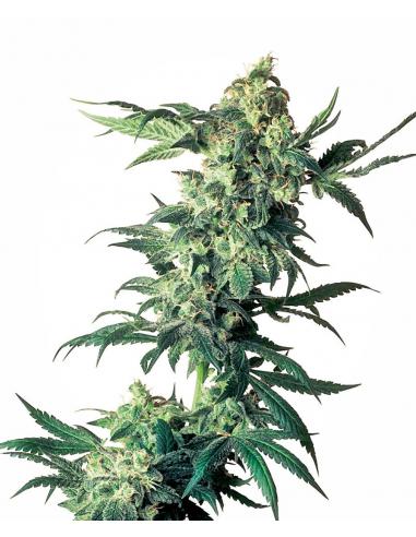 Sensi Seeds Northern Lights 10Und Reg. - Imagen 1