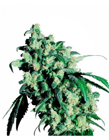 Sensi Seeds Super Skunk 10Und Reg. - Imagen 1