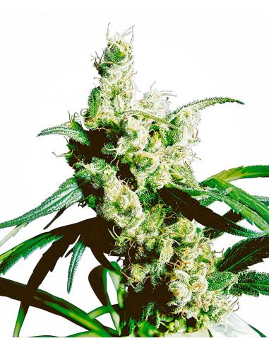 Sensi Seeds Silver Haze 10Und Reg. - Imagen 1