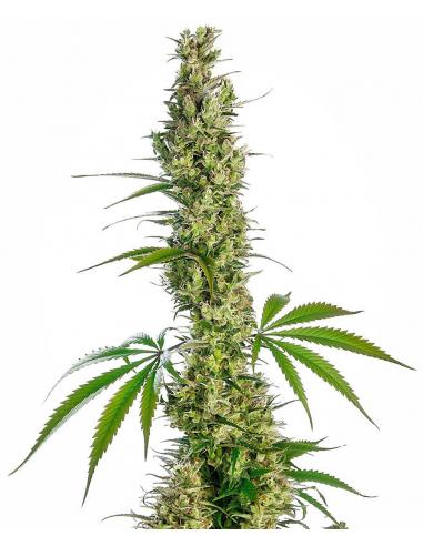 Sensi Seeds Eagle Bill 10Und Reg - Imagen 1