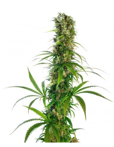 Sensi Seeds Michka 10Und Reg - Imagen 1