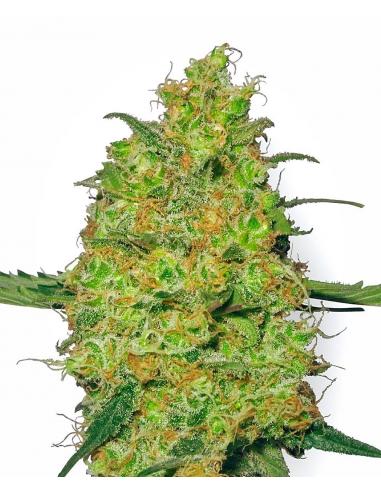 Sensi White Label Afghan Kush 10Und Reg. - Imagen 1