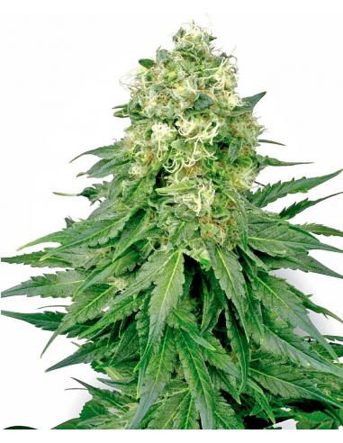 Sensi White Label White Widow 10Und Reg. - Imagen 1