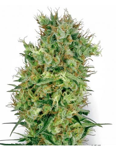 Sensi White Label California Orange Bud 10Und Reg. - Imagen 1