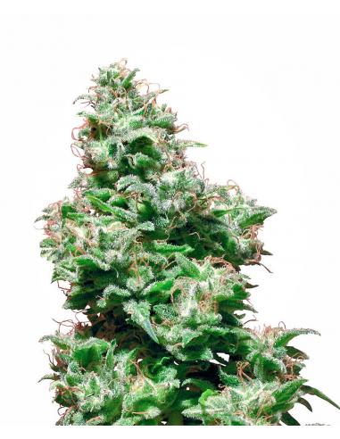 Sensi White Label Kali Haze 10Und Reg. - Imagen 1