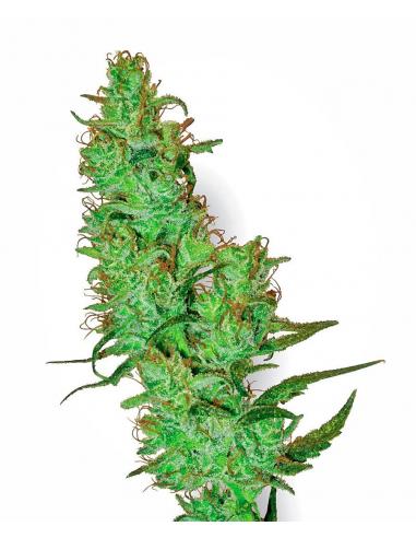 Sensi White Label Jack Herer 10Und Reg. - Imagen 1