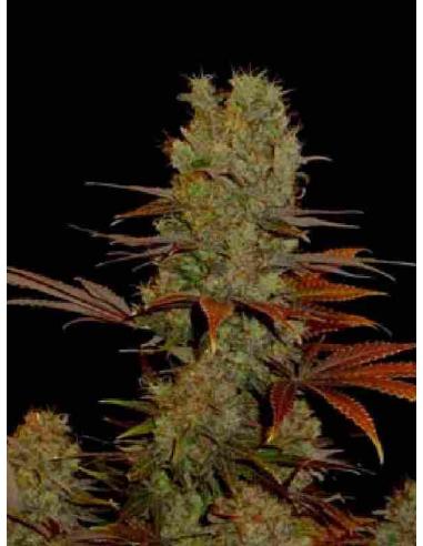 Soma Seeds Haze Heaven 10Und Reg. - Imagen 1