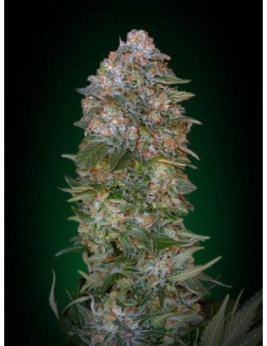 Soma Seeds Soma Salad 10Und Reg. - Imagen 1