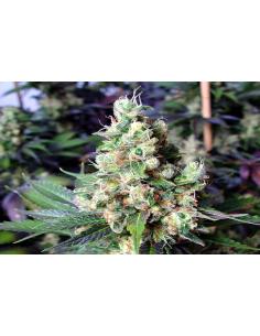 Soma Seeds N.Y.C. Diesel Reg.