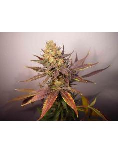 Soma Seeds Lavender Reg.