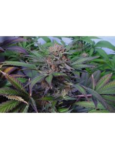 Soma Seeds Somango Reg.