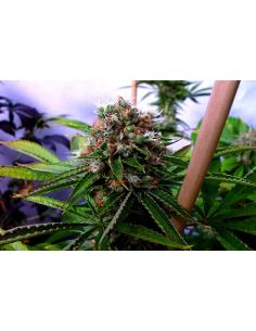 Soma Seeds Buddha Sister Reg.