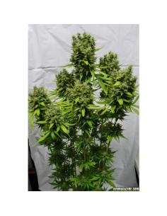 Soma Seeds Free Tibet Reg.