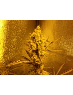 Soma Seeds Reclining Buddha...