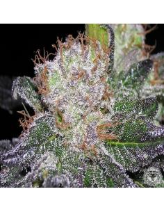 Soma Seeds Amethyst Bud Reg.